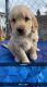 Golden Retriever Puppies for sale in Rigby, ID 83442, USA. price: $700