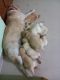 Golden Retriever Puppies for sale in Attibele, Karnataka 562107, India. price: NA
