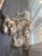 Golden Retriever Puppies for sale in Morrow, OH 45152, USA. price: NA