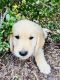 Golden Retriever Puppies for sale in Raleigh, NC, USA. price: NA