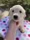 Golden Retriever Puppies for sale in Lafayette, LA, USA. price: NA