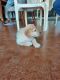 Golden Retriever Puppies for sale in Thane West, Thane, Maharashtra, India. price: 20000 INR