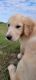 Golden Retriever Puppies for sale in New Haven, IN, USA. price: $500