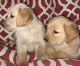 Golden Retriever Puppies for sale in Ariton, AL 36311, USA. price: $1,500