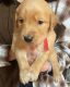Golden Retriever Puppies for sale in Athens, AL 35613, USA. price: $1,200