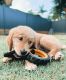 Golden Retriever Puppies for sale in Lithonia, GA 30058, USA. price: NA