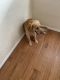 Golden Retriever Puppies for sale in 1603 Red Cedar Dr, Fort Myers, FL 33907, USA. price: NA