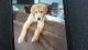 Golden Retriever Puppies for sale in Sandown, NH 03873, USA. price: NA