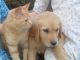 Golden Retriever Puppies for sale in Mcveytown, PA 17051, USA. price: $350