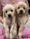 Golden Retriever Puppies for sale in Clarksville, TN, USA. price: NA