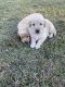 Golden Retriever Puppies for sale in Kiln, MS 39556, USA. price: $1,200