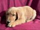Golden Retriever Puppies for sale in Cashton, WI 54619, USA. price: $900