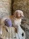 Golden Retriever Puppies for sale in Tomah, WI 54660, USA. price: NA