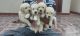 Golden Retriever Puppies for sale in Vijayawada, Andhra Pradesh, India. price: 22000 INR