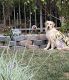 Golden Retriever Puppies for sale in Temecula, CA, USA. price: NA