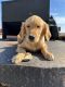 Golden Retriever Puppies for sale in Erie, KS 66733, USA. price: NA