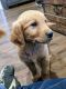 Golden Retriever Puppies for sale in Asheville, NC, USA. price: $950
