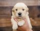 Golden Retriever Puppies for sale in Millry, AL 36558, USA. price: $2,500