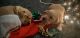 Golden Retriever Puppies for sale in Fayetteville, WV 25840, USA. price: NA