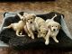 Golden Retriever Puppies for sale in Ontario, CA, USA. price: $1,350