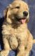Golden Retriever Puppies for sale in Santa Ana, CA 92707, USA. price: $1,200
