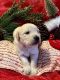 Golden Retriever Puppies for sale in 566 New Britain Ave, Rocky Hill, CT 06067, USA. price: NA