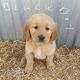Golden Retriever Puppies for sale in Seymour, MO 65746, USA. price: $600