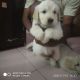 Golden Retriever Puppies for sale in Bhopal, Madhya Pradesh, India. price: 28000 INR