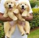 Golden Retriever Puppies for sale in Anna Nagar, Chennai, Tamil Nadu, India. price: NA