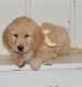 Golden Retriever Puppies for sale in Kent, WA, USA. price: $600