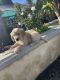 Golden Retriever Puppies for sale in Montclair, CA 91762, USA. price: NA