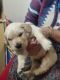 Golden Retriever Puppies for sale in BK Dutt Colony, New Delhi, Delhi, India. price: 25000 INR