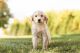 Golden Retriever Puppies for sale in Mentone, IN 46539, USA. price: NA