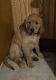 Golden Retriever Puppies for sale in Clarinda, IA 51632, USA. price: NA