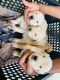 Golden Retriever Puppies for sale in Narsipatnam, Andhra Pradesh 531116, India. price: 18000 INR