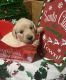 Golden Retriever Puppies for sale in Chattanooga, TN, USA. price: NA