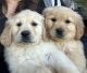 Golden Retriever Puppies for sale in West Haven, UT, USA. price: NA