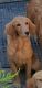 Golden Retriever Puppies for sale in New York, NY, USA. price: $2,000