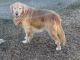 Golden Retriever Puppies for sale in Marysville, CA, USA. price: NA