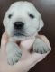 Golden Retriever Puppies for sale in San Luis Obispo, CA, USA. price: $2,500