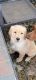 Golden Retriever Puppies for sale in Reno, NV, USA. price: NA