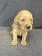 Golden Retriever Puppies for sale in Hackett, AR 72937, USA. price: $600