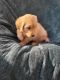Golden Retriever Puppies for sale in Nampa, ID, USA. price: $950