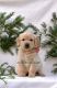Golden Retriever Puppies for sale in Sacramento, CA, USA. price: $1,000