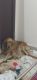 Golden Retriever Puppies for sale in Gwalior, Madhya Pradesh, India. price: 15000 INR