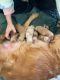Golden Retriever Puppies for sale in Brentwood, CA 94513, USA. price: $3,200