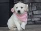 Golden Retriever Puppies for sale in Fort Worth, TX, USA. price: $798