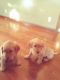 Golden Retriever Puppies for sale in New Haven, KY 40051, USA. price: $500