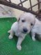 Golden Retriever Puppies for sale in Indore, Madhya Pradesh, India. price: 18000 INR