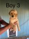 Golden Retriever Puppies for sale in 2851 Black Oak Rd, Jefferson City, TN 37760, USA. price: NA